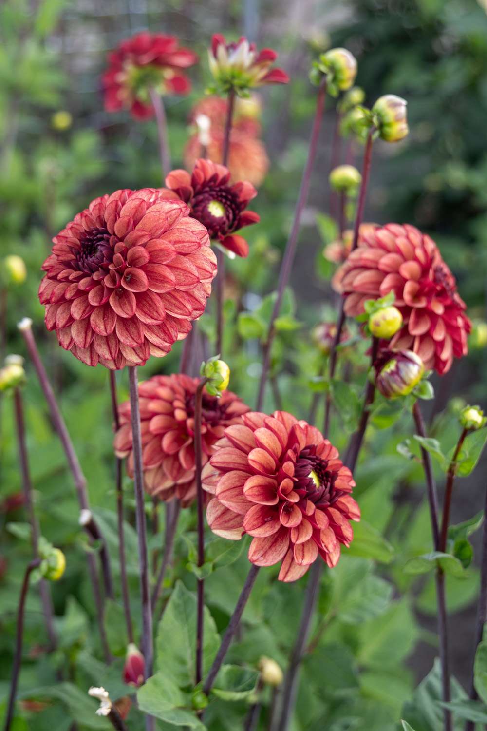 Dahlia 'High Fidelity'